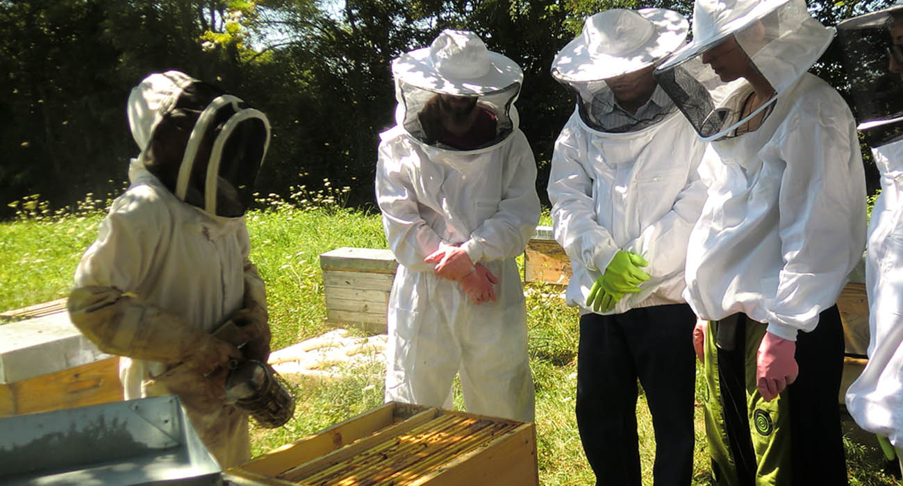 APICULTURE : Stage d'Initiation à l'apiculture bio par la pratique