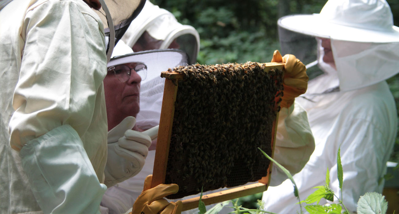 APICULTURE : Stage d'Initiation à l'apiculture bio par la pratique (Sept)