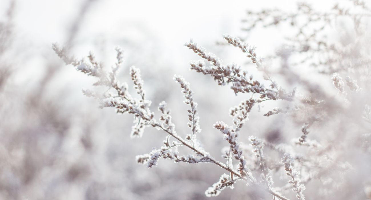 2025 spectacle corinne jacob