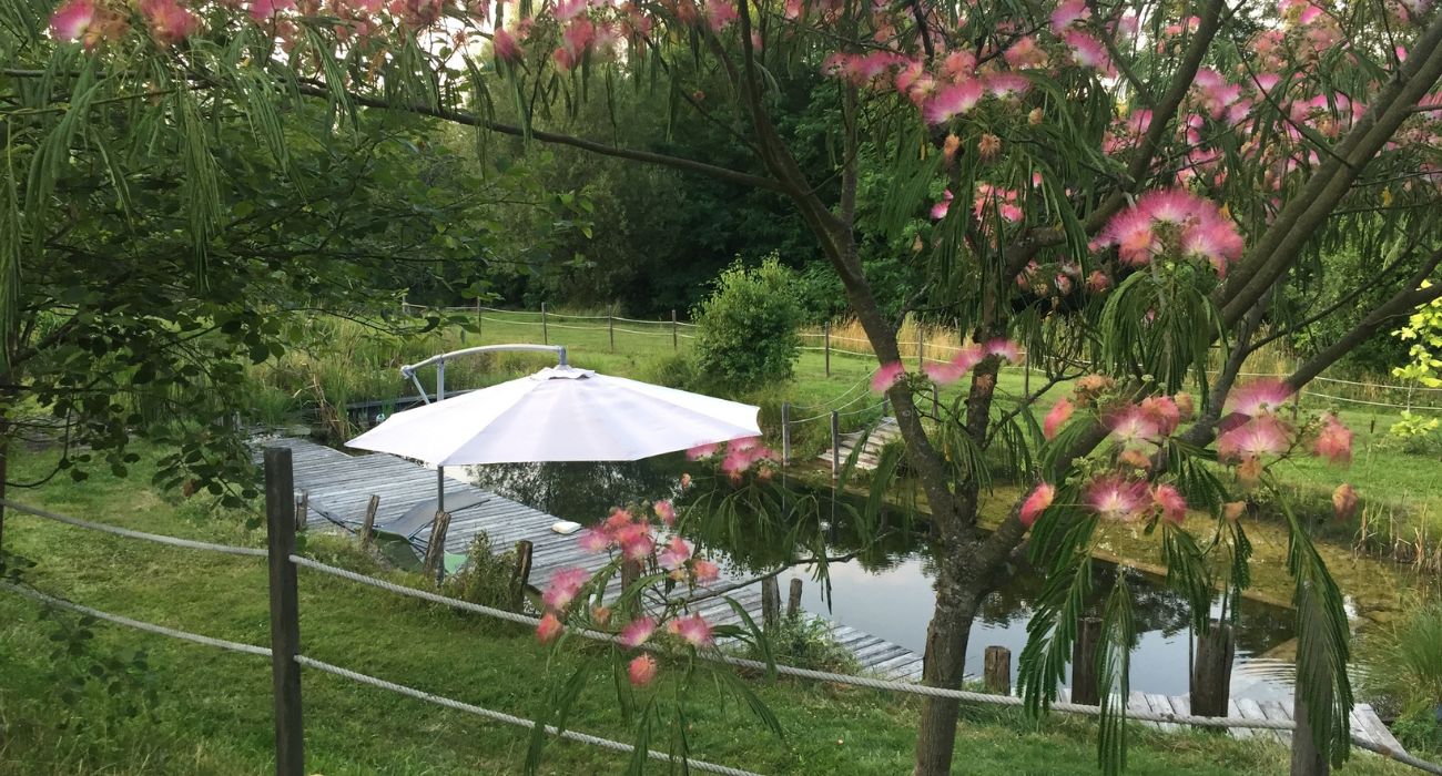Vue de la piscine naturelle et de l'albizia en fleur