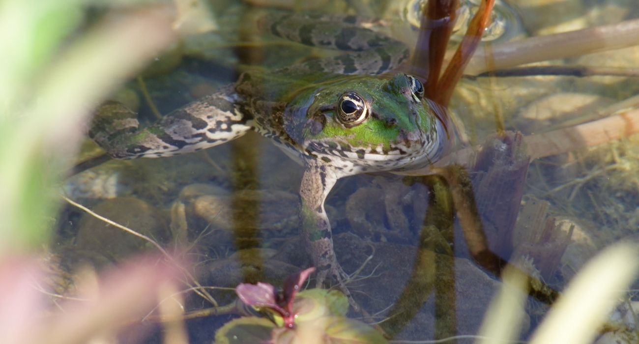 Une grenouille dans la piscine