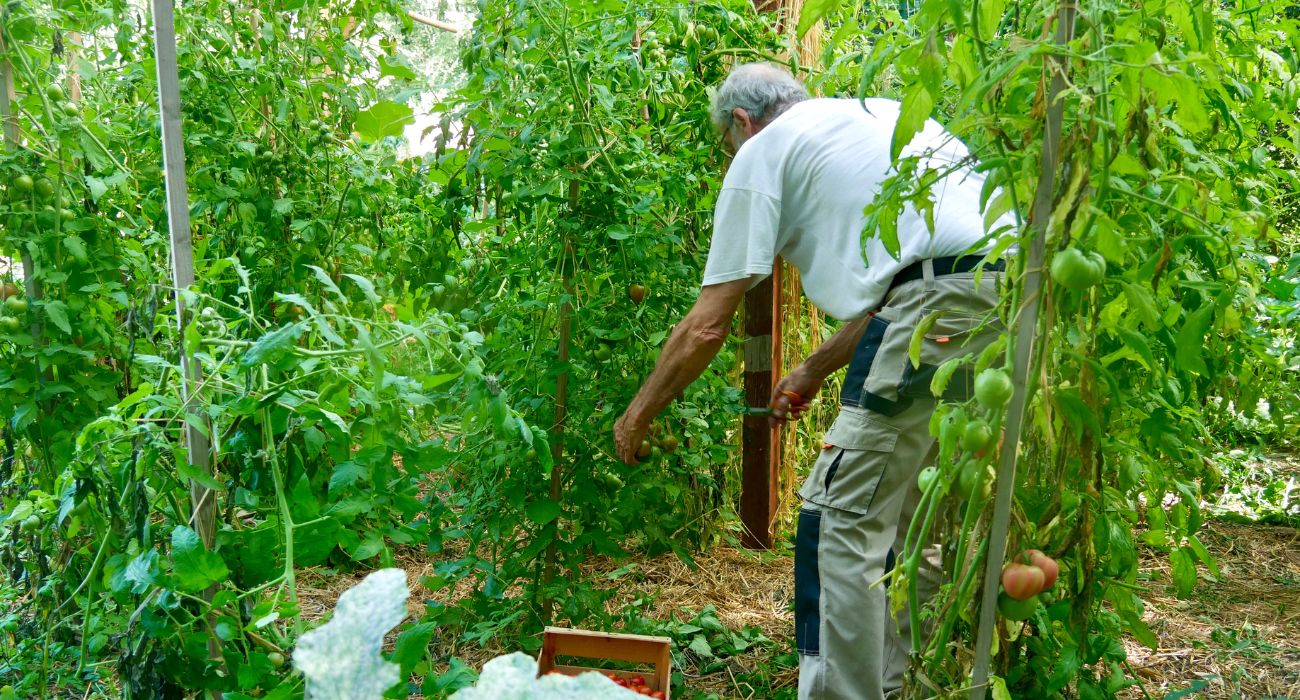 jardin mandala pieds de tomates