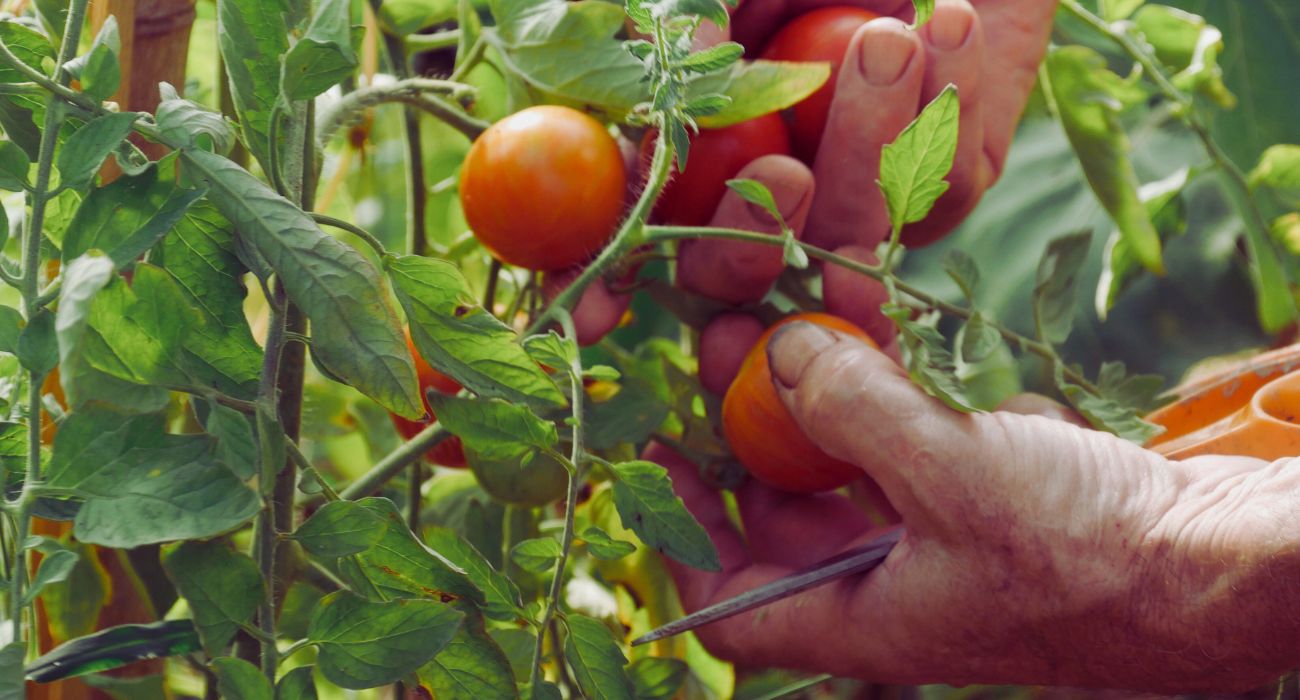 jardin mandala tomates récolte