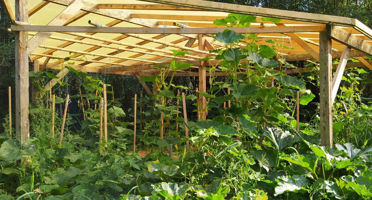 jardin mandala abris tomates