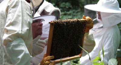 APICULTURE : Stage d'Initiation à l'apiculture bio par la pratique (mai)