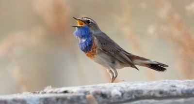 Stage ChantJardin : au diapason des saisons